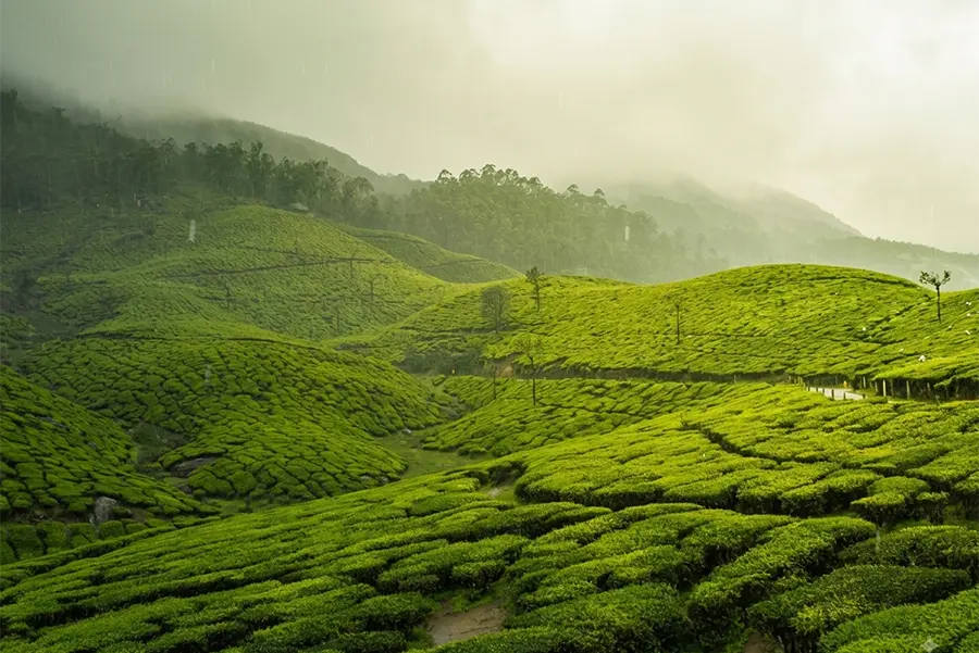 Wholesale Cardamom & Spices - NIH Trading